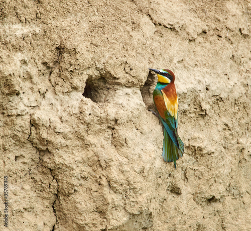 European bee eater at the nest