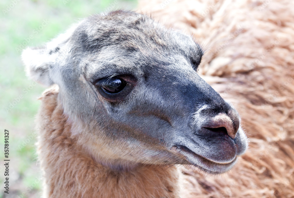 Head of llama (Lama dama).