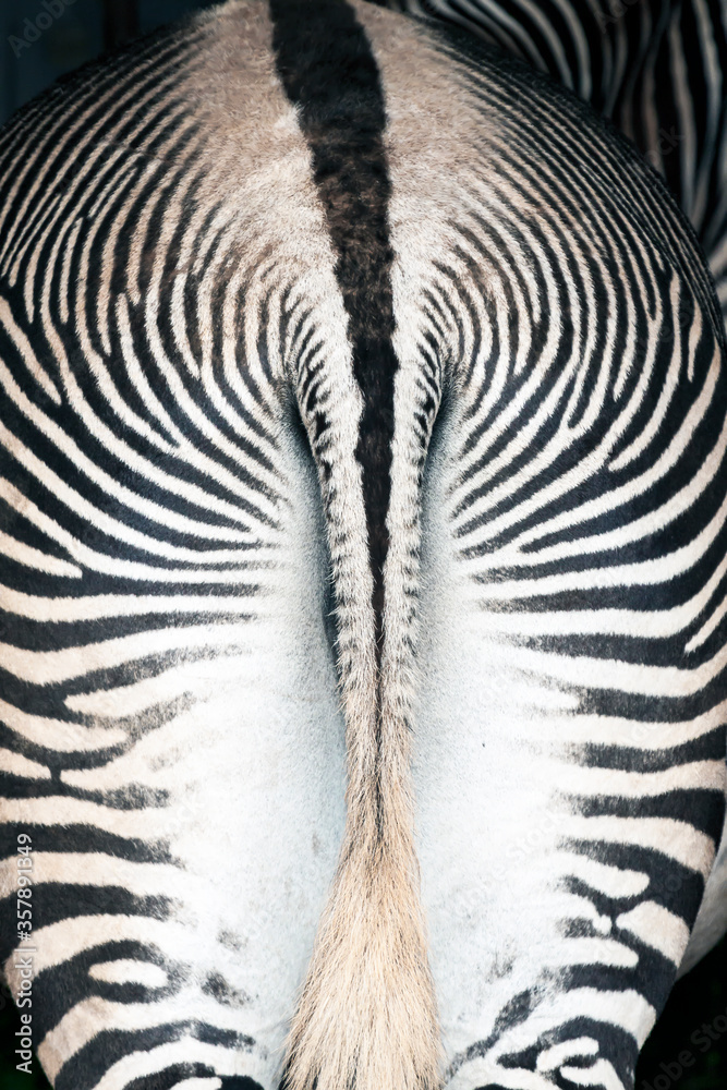 Rear of zebra (Equus grevyi). Rear of zebra (Equus grevyi).