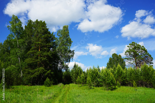 Beautiful natural landscape. Forest and sky. Green forest on a background of blue sky and white clouds. A clear sunny summer day at the edge of the forest. The road to the forest.