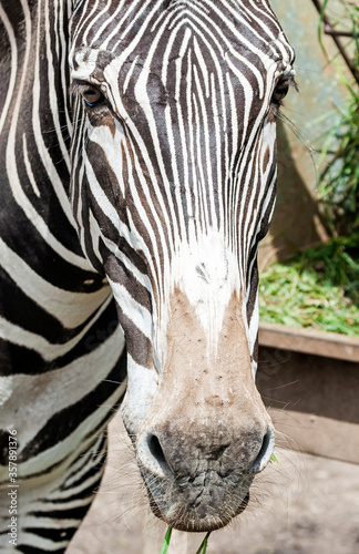 Zebra head.