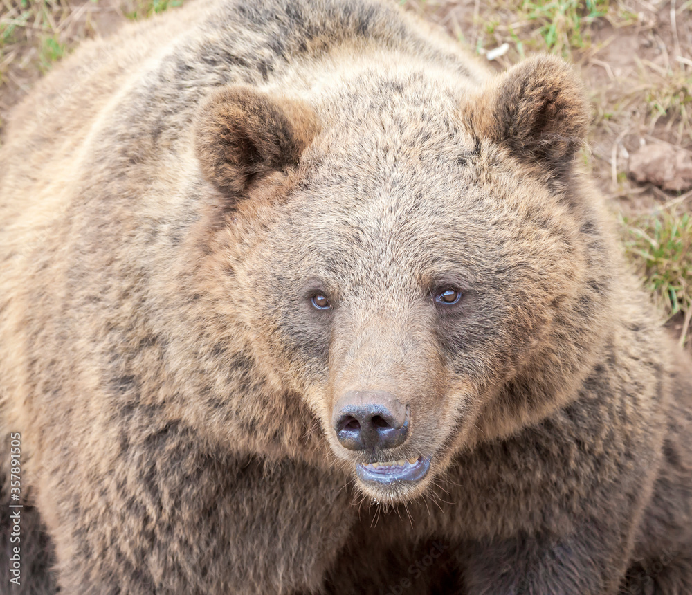 European brown bear (Ursus arctos).