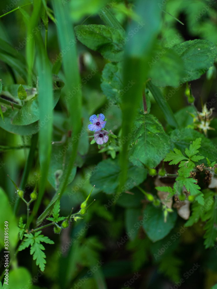 Tiny flowers hidden among the forest of sorts cynoglossum creticum Tiny flowers hidden among the forest of sorts cynoglossum creticum