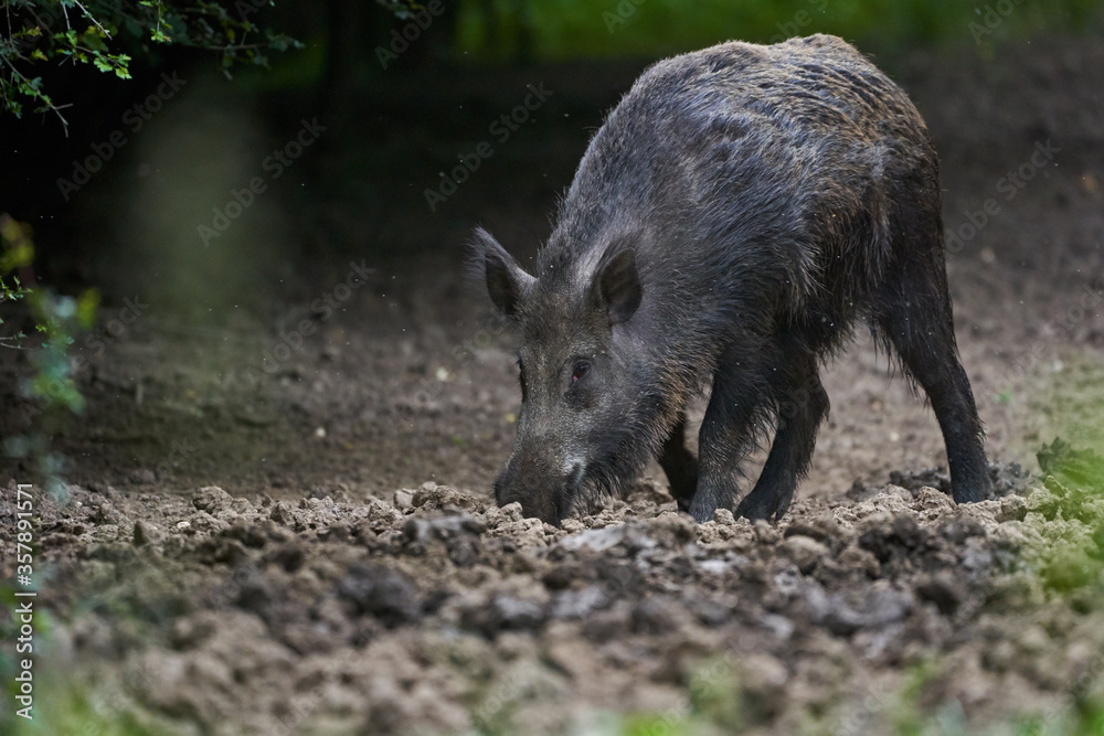 Large dominant boar in the forest Large dominant boar in the forest