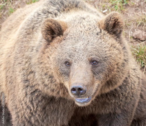 European brown bear (Ursus arctos). © David
