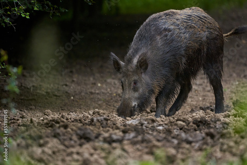 Large dominant boar in the forest