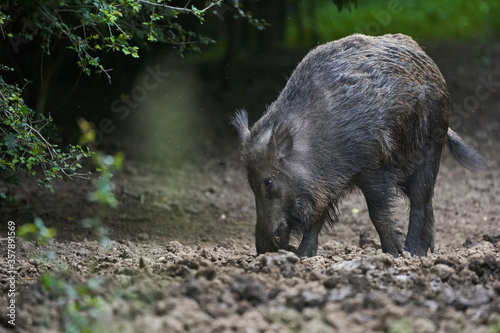 Large dominant boar in the forest
