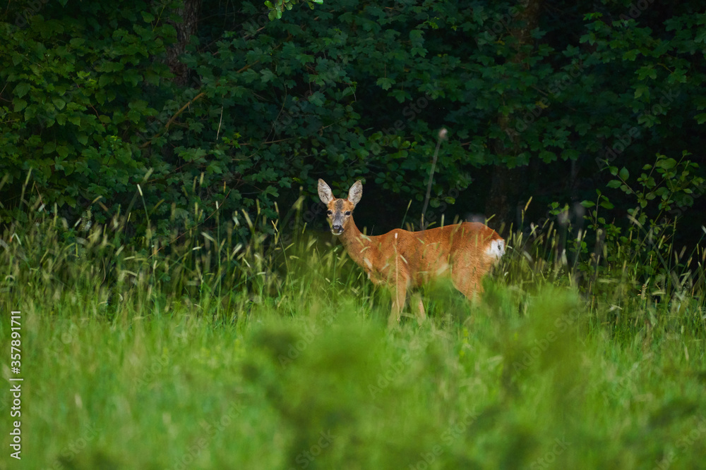 Roe deer in the forest Roe deer in the forest