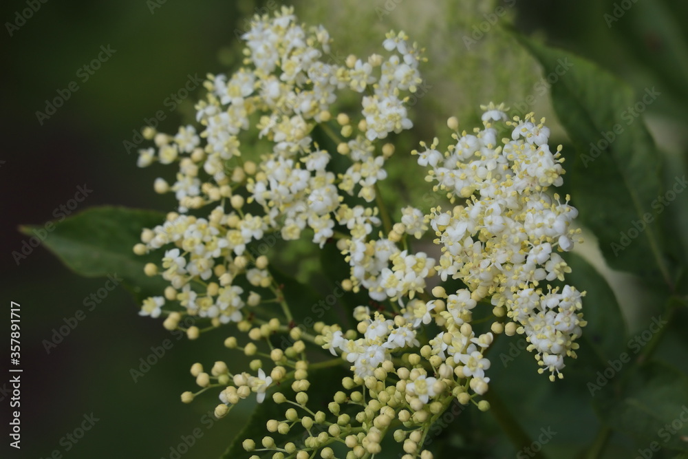Holunder, Blüte, Heilpflanze, Hexenkraut Holunder, Blüte, Heilpflanze, Hexenkraut