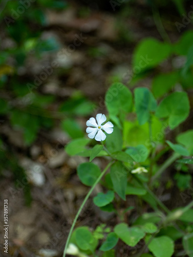 Small four petal white flower called silene secundiflora lonely otth in the forest photo