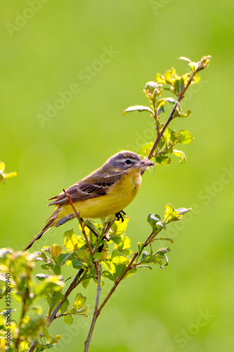 A male yellow Wagtail, Motacilla flava, sits on a branch with bird's nest material in its beak. Blured green grass meadow background