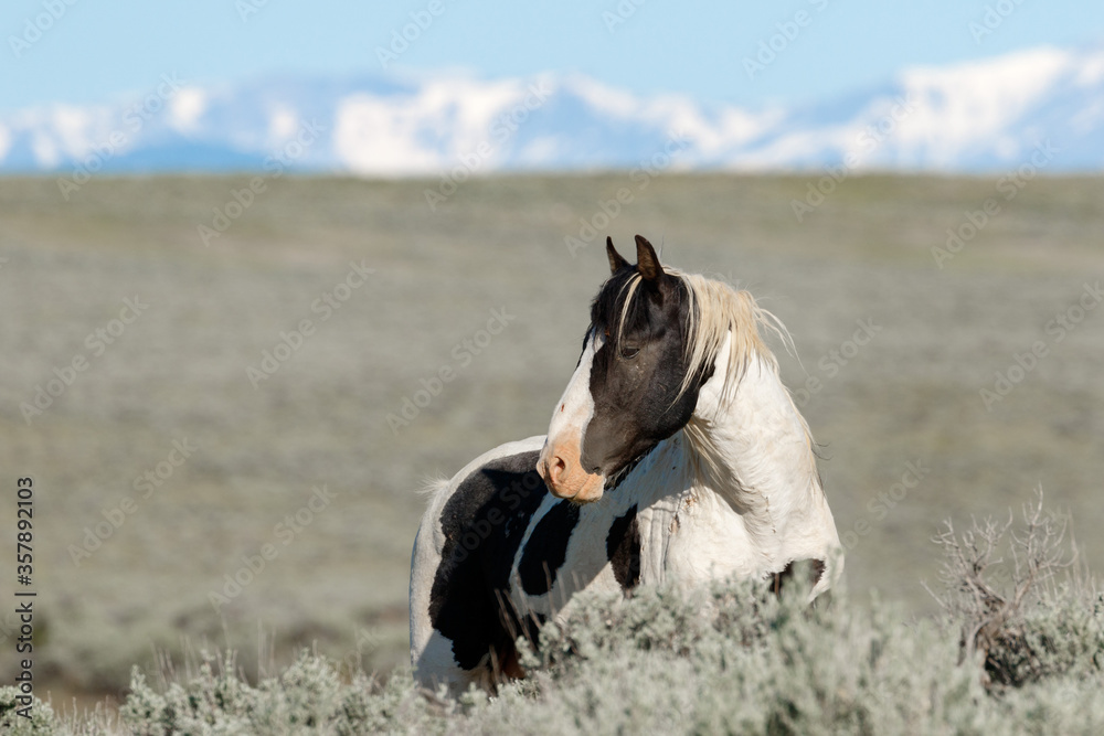 Naklejka premium Tecumseh