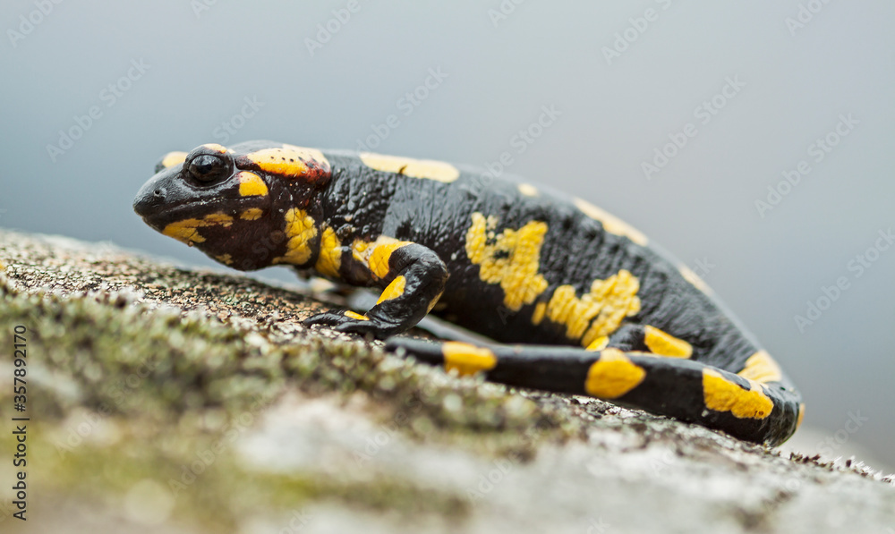 Fototapeta premium Fire salamander (Salamandra salamandra) breathing.