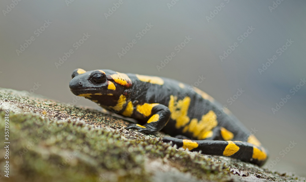 Fire salamander (Salamandra salamandra) Fire salamander (Salamandra salamandra)