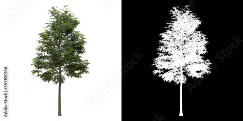 Front view of tree (Quercus Palustris) png with alpha channel to cutout made with 3D render photo