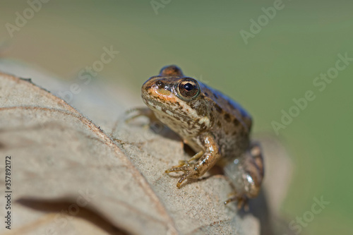 Perez's Frog (Pelophylax perezi)