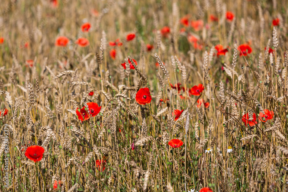 Fototapeta premium red poppies in a cereal field with green and yellow backgrounds