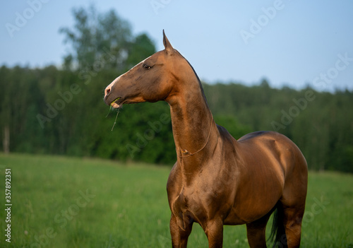 gold horse
