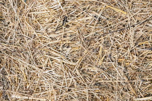Dry straw for background.