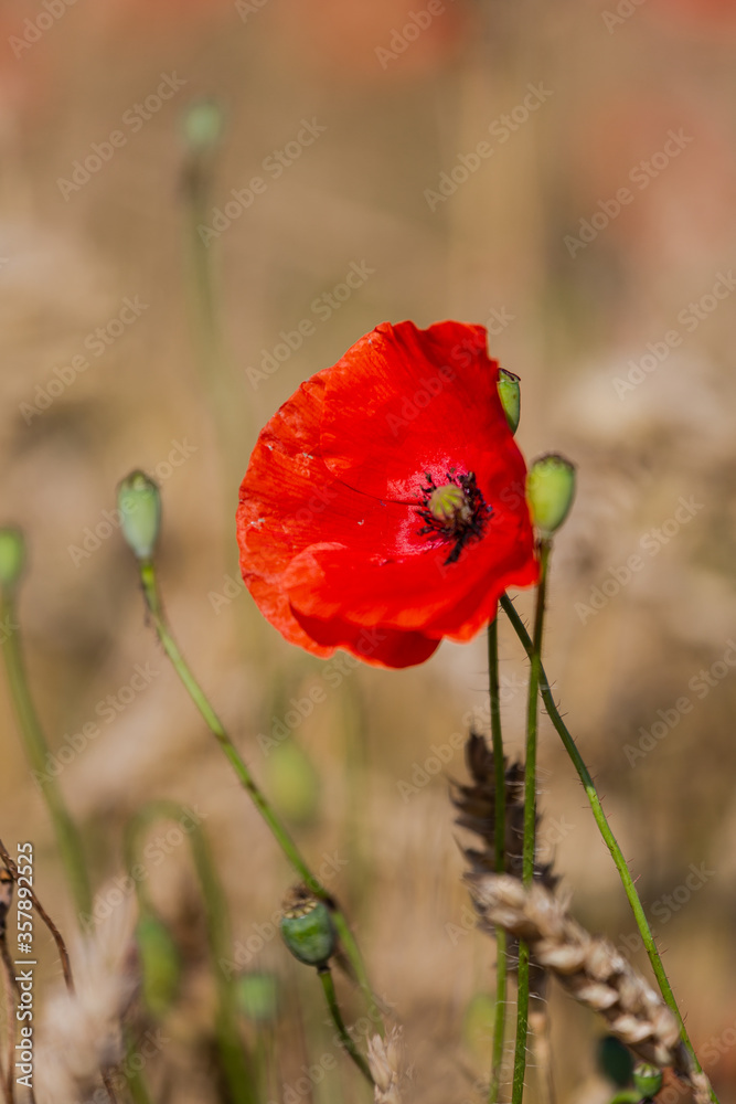 red poppies in a cereal field with green and yellow backgrounds red poppies in a cereal field with green and yellow backgrounds
