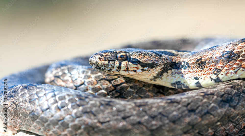 Southern smooth snake (Coronella girondica). Southern smooth snake (Coronella girondica).