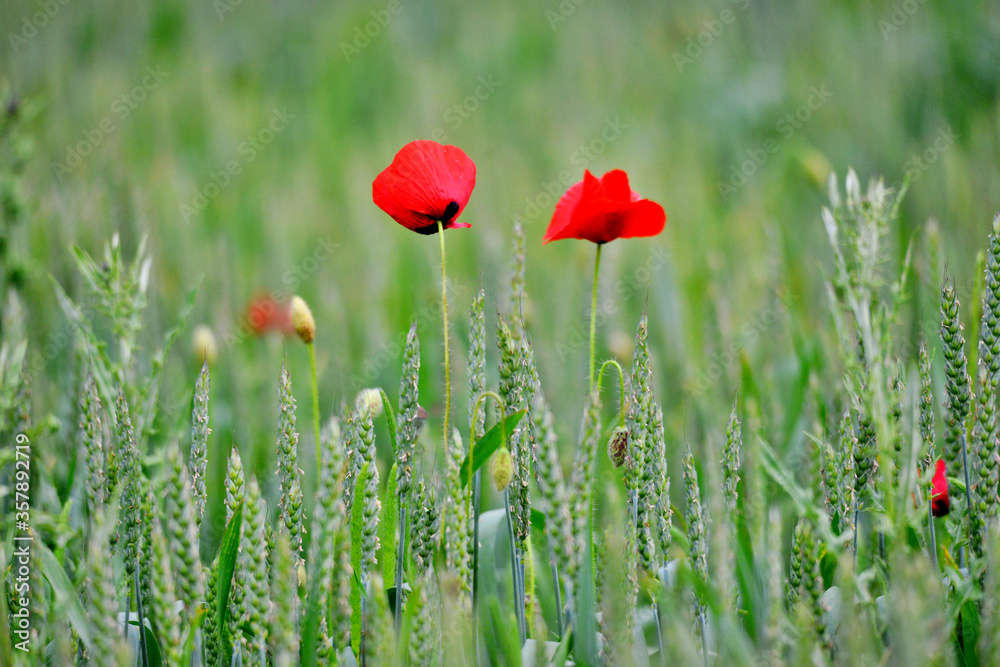Naklejka premium Poppy in the field of wheat