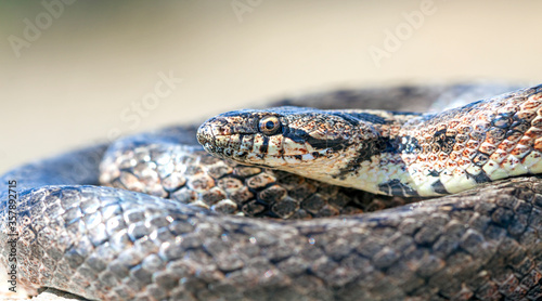 Southern smooth snake (Coronella girondica).
