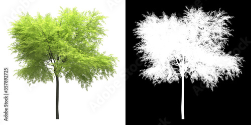 Front view of tree (Gleditsia Tricanthos) png with alpha channel to cutout made with 3D render