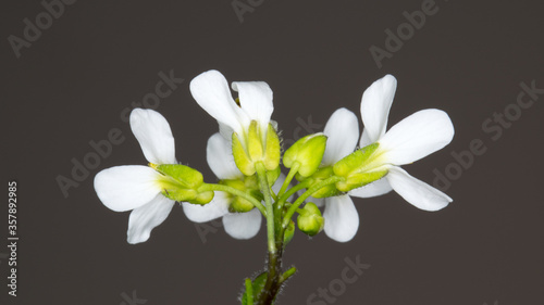 Thale cress flowers, Arabidopsis thaliana, photographed from behind. photo