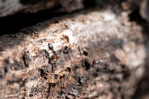 Red head ant honeypot Myrmecocystus close up macro photo