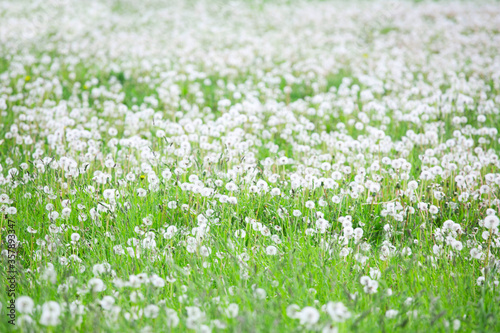 Summer field of dandelions flowers