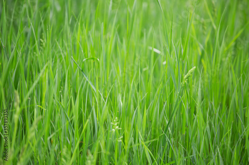 Fresh spring grass background
