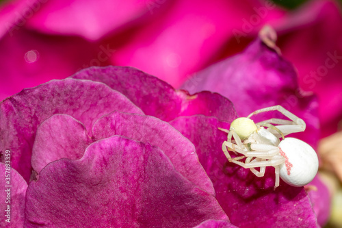 Misumena vatia crab white spider on purple flower petals cannibalizing other spider photo