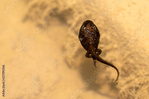 Bild auf Leinwand frog tadpole in a swamp