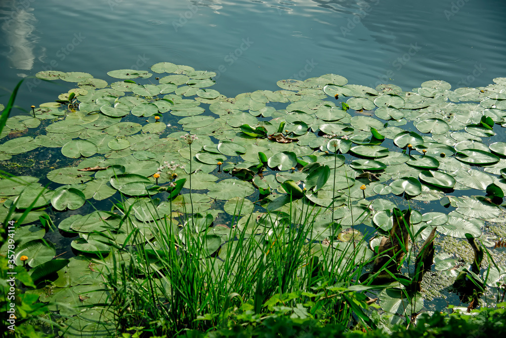water lilies in the pond water lilies in the pond