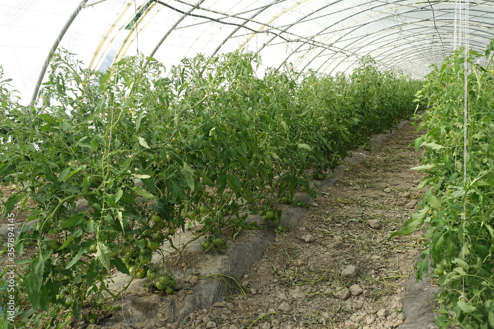 pieds de tomates pieds de tomates