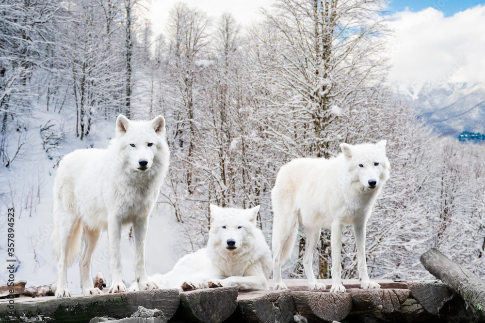 Obraz premium Arctic Wolves. White wolf in Winter Forest