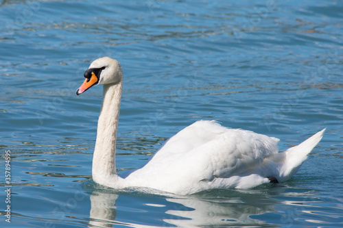 Wild white swan swimming alone on lake with his reflection on blue water on beautiful sunny day