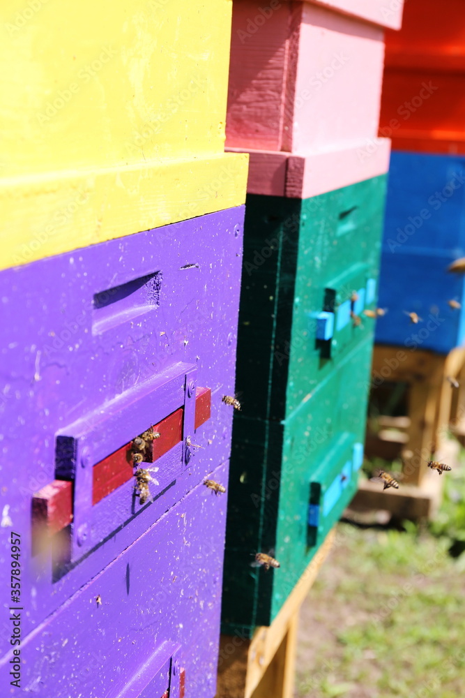 colored wooden streets with bees in the apiary colored wooden streets with bees in the apiary