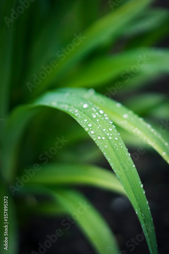 green leaf with water drops