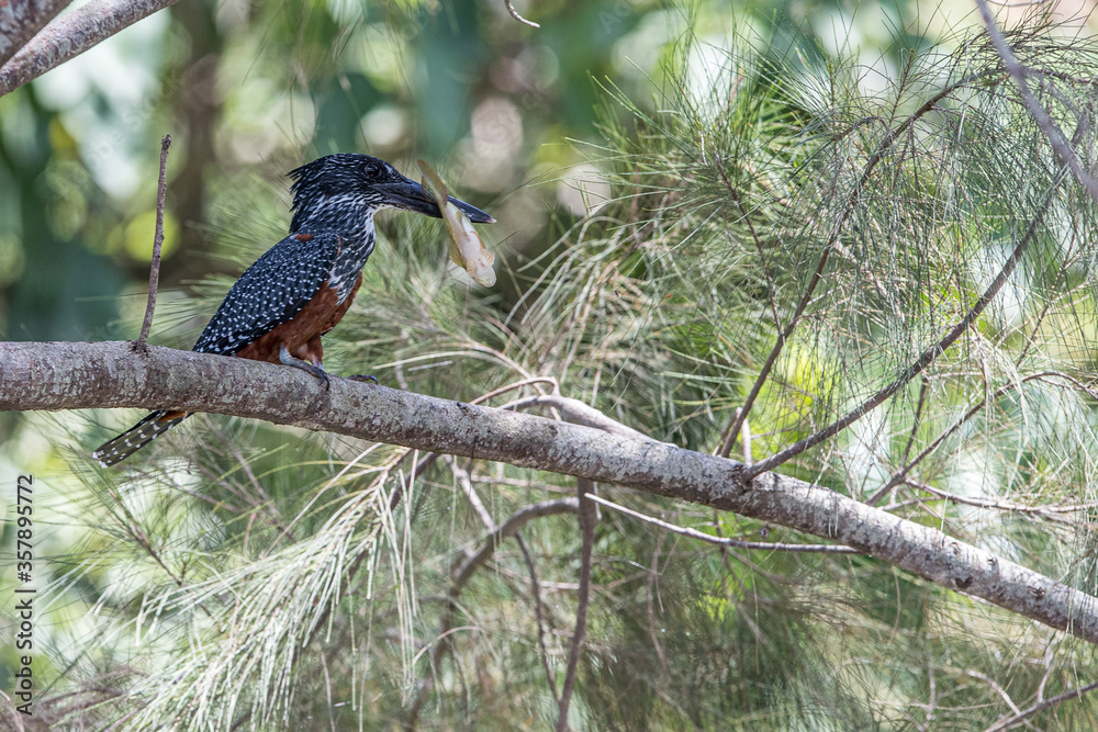 Φωτογραφία The Giant kingfisher is the largest kingfisher in Africa, where it is a resident breeding bird over most of the continent