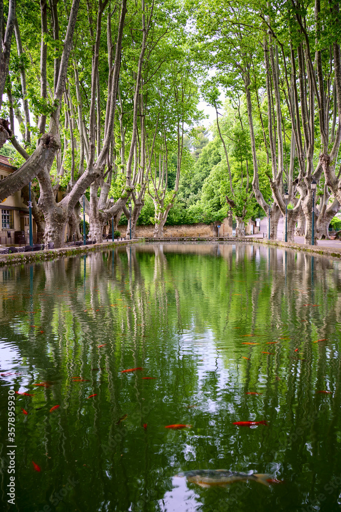 Étang de Cucuron, Provence, France. Printemps, des poissons rouges dans l'eau. Les arbres platanes autour d'étang. Photo verticale.