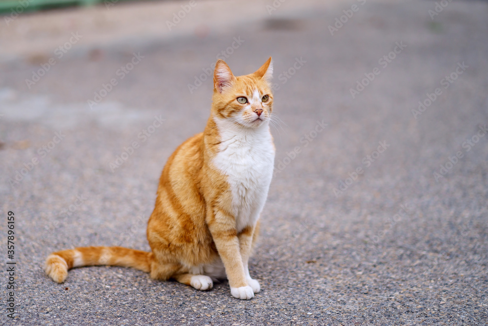 Joli chat roux tigré assis dans la rue.