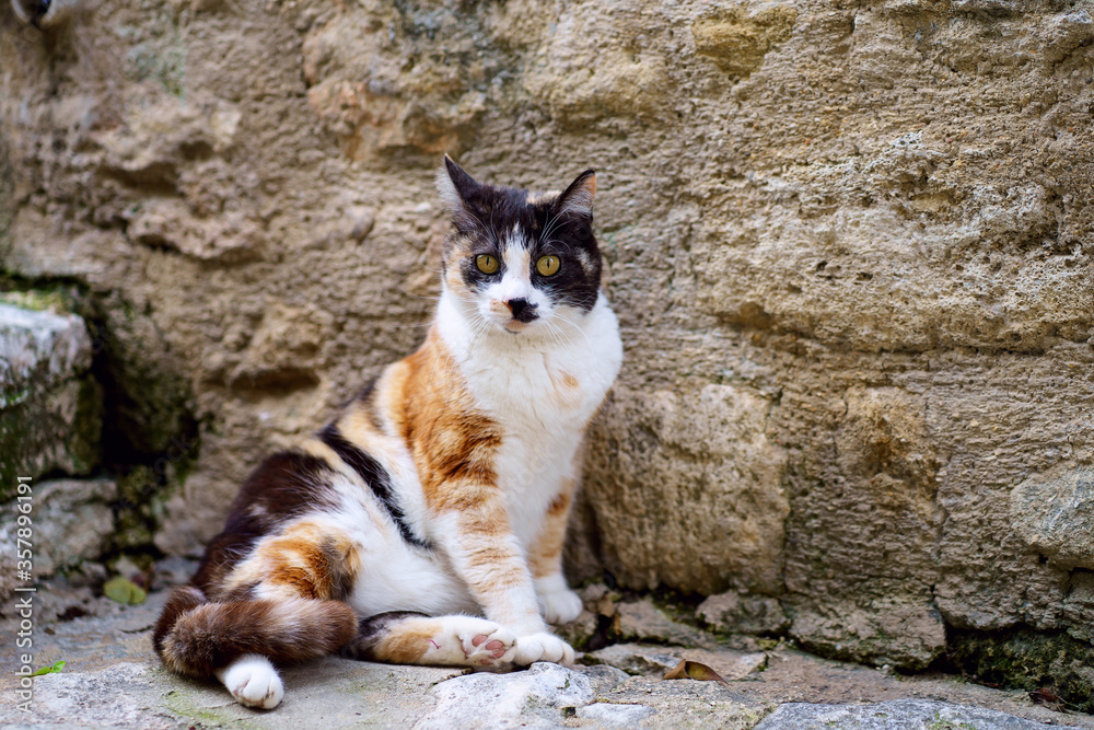 Chat calico - blanc, rouge, noir, couché dans la rue, contre le mur en pierre. Provence.