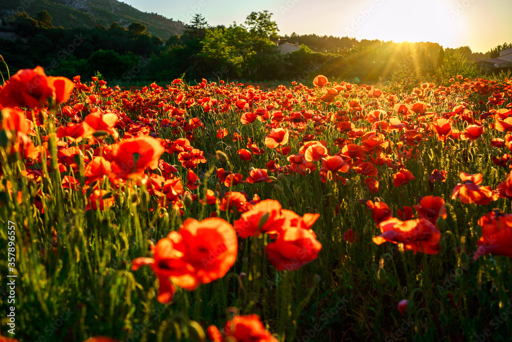 Champ de coquelicots en Provence, coucher de soleil.	