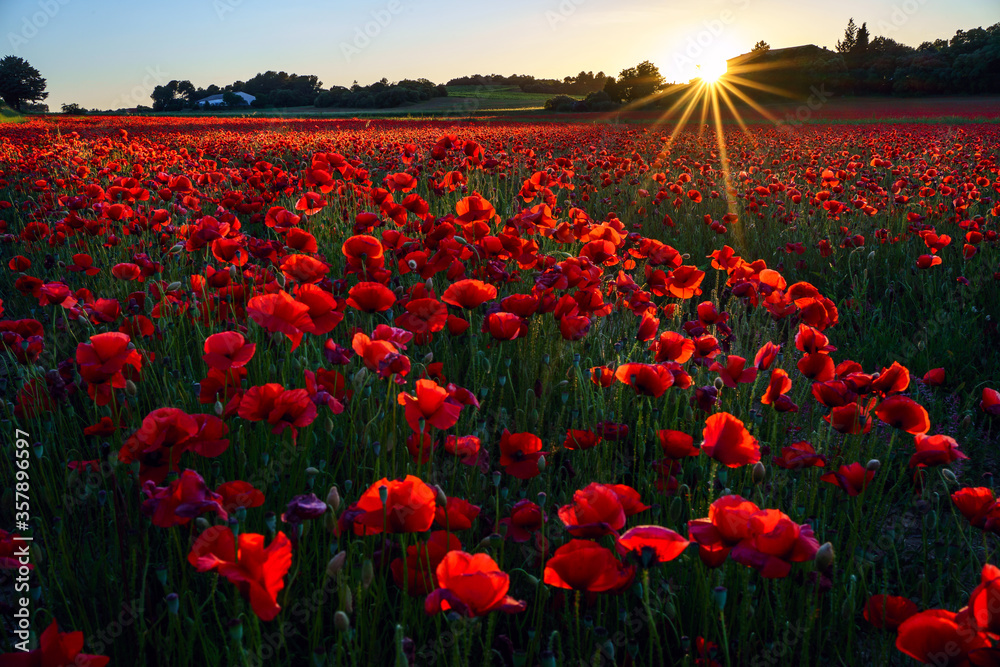 Champ de coquelicots en Provence, coucher de soleil.