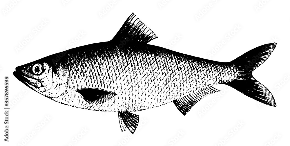Obraz premium Herring, Fish collection. Healthy lifestyle, delicious food. Hand-drawn images, black and white graphics.