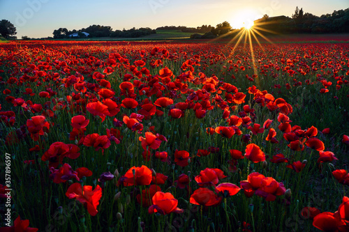Obraz na płótnie Champ de coquelicots en Provence, coucher de soleil. w salonie