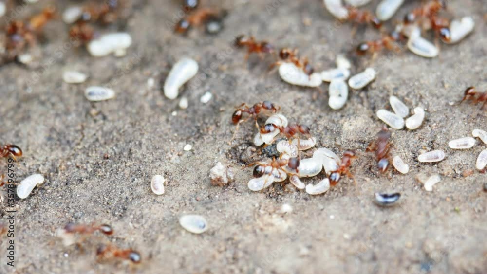 Red ants save the larvae. The destruction of an anthill. Red ants save the larvae. The destruction of an anthill.