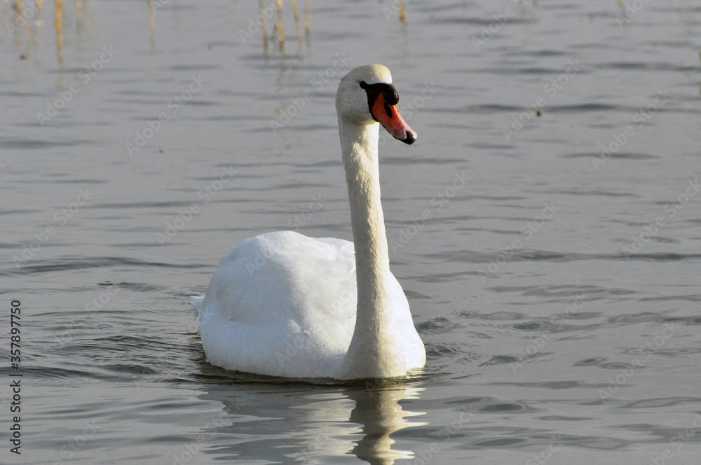 swan on the water swan on the water